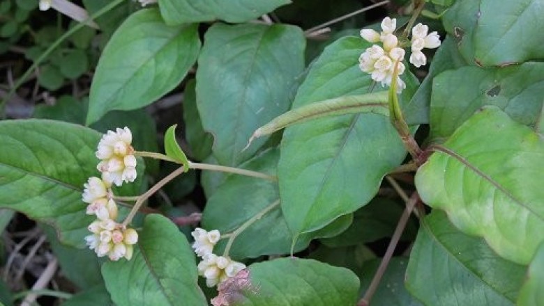 Cây dược liệu cây Thồm lồm, Đuôi tôm. Cay lá lồm - Polygonum chinense I
