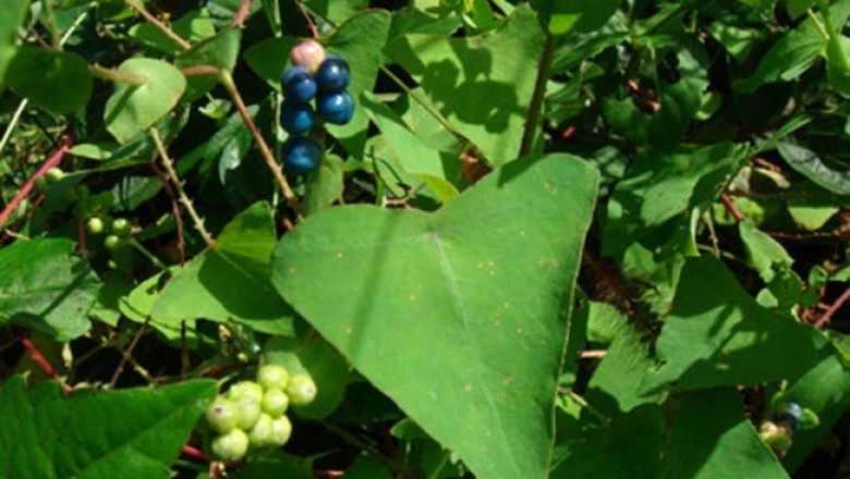 Cây dược liệu cây Thồm lồm gai, Rau má ngọ, Rau sông chua dây - Polygonum perfoliatum L
