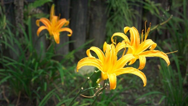 Cây dược liệu cây Hoa hiên - Hemerocallis fulva L, và những bài thuốc đông y hay