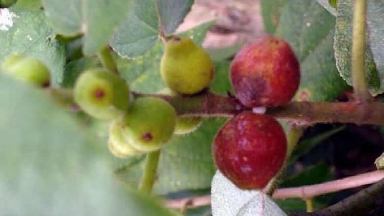 Cây dược liệu cây Vú bò sẻ, Vú lợn - Ficus simplicissima Lour