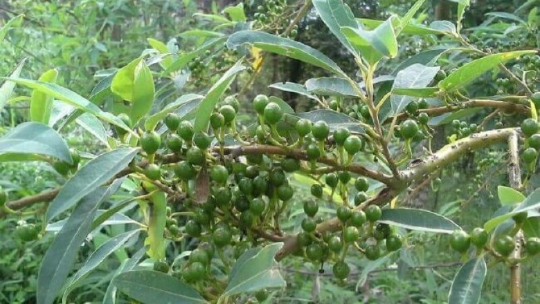 Cây dược liệu cây Màng tang - Litsea cubeba