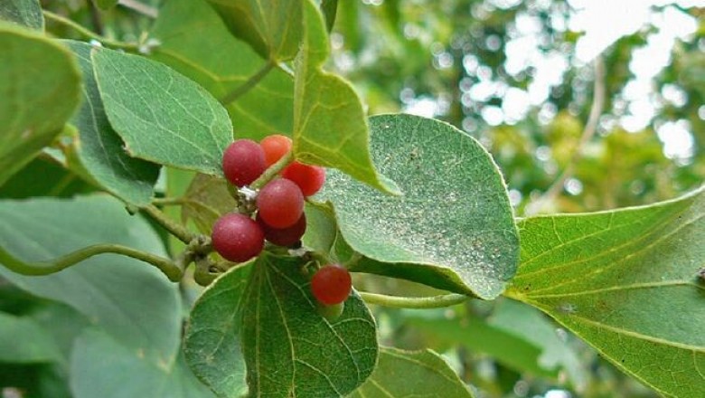 Cây dược liệu cây Tiết dê, Dây hồ đằng, Sâm nam - Cissampelos pareira L