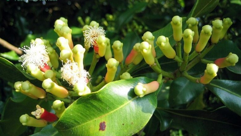 Cây dược liệu cây Đinh hương - Syzigium aromaticum