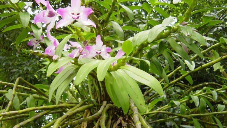 Thạch hộc, Hoàng thảo cẳng gà. Phi điệp kép, Kim thoa thạch hộc - Dendrobium nobile Lindl