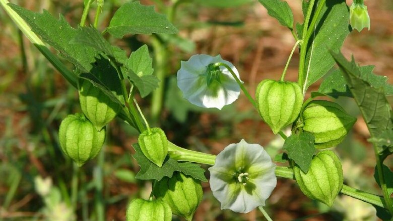 Cây dược liệu cây Tầm bóp, Lồng đèn, Thù lù cạnh - Physalis angulata L