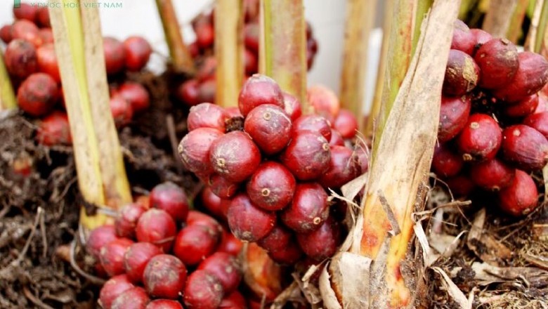 Cây dược liệu cây Thảo quả, Ðò ho - Amomum aromaticum Roxb