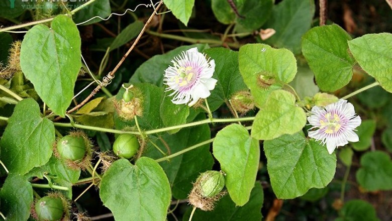 Bài thuốc Đông Y dùng cây Lạc Tiên, Chữa Tim Hồi Hộp, Giúp An Thần, Trị Đau Mỏi Người, Chữa Lở Ngứa, Trị Ho, Mất ngủ