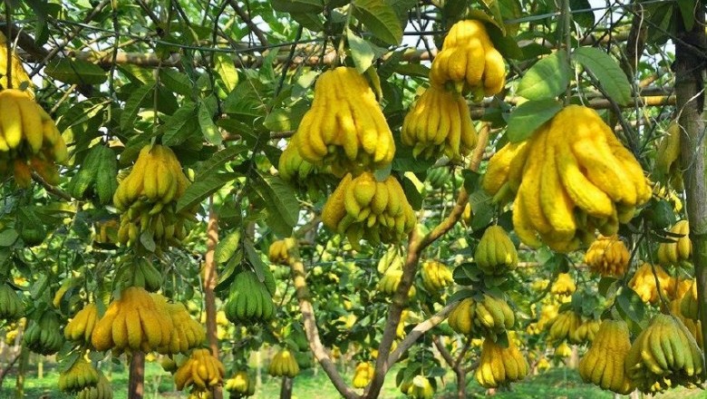 Cây dược liệu cây Phật thủ - Citrus medica