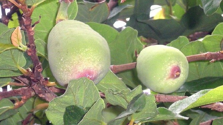 Cây dược liệu cây Trâu cổ, Sộp, Vẩy ốc, Bị lệ - Ficus pumila L