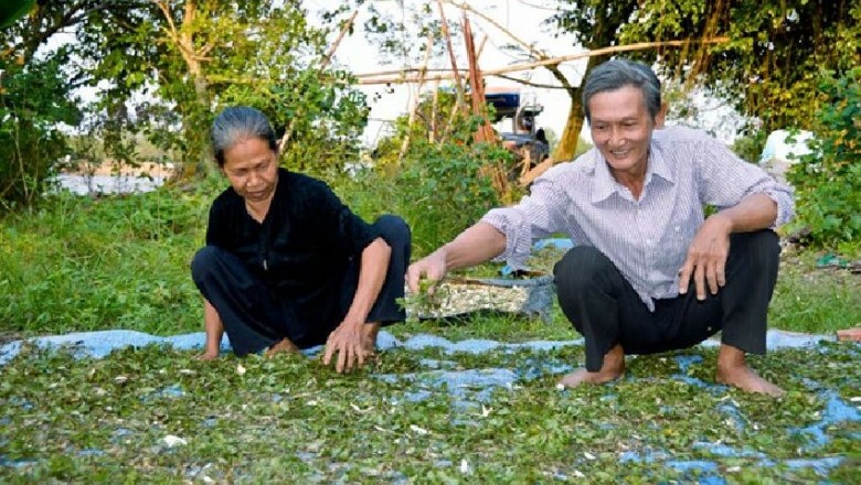 Hai vợ chồng miệt mài tìm cây thuốc cứu người
