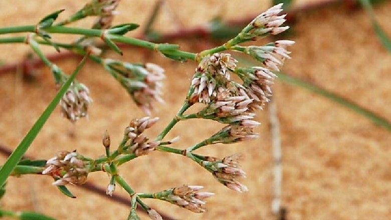 Cây dược liệu cây Sài hồ nam, Đa quả cát - Polycarpaea arenaria