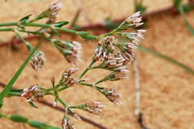 Cây dược liệu cây Sài hồ nam, Đa quả cát - Polycarpaea arenaria