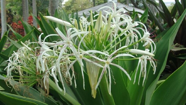 Cây dược liệu cây Náng, Náng hoa trắng, Chuối nước, Đại tướng quân - Crinum asiaticum