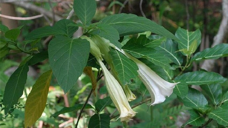 Cây dược liệu cây Cà độc dược cảnh - Brugmansia suaveolens