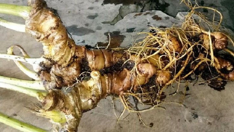 Đào được Củ sâm Ngọc Linh tự nhiên nặng 800g được trả giá 400 triệu đồng