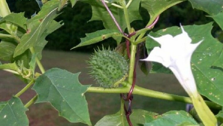 Cây dược liệu cây Cà độc dược - Datura metel L