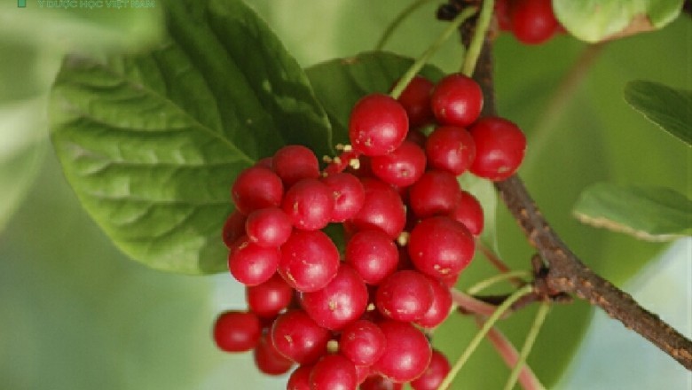 Cây dược liệu cây Ngũ vị, Ngũ vị tử - Schisandra chinensis