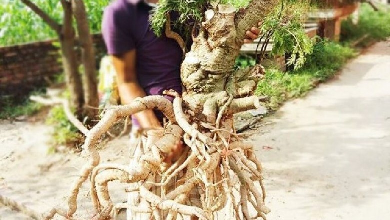Cây dược liệu cây Đinh lăng, Cây gỏi cá - Polyscias fruticosa