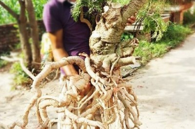 Cây dược liệu cây Đinh lăng, Cây gỏi cá - Polyscias fruticosa