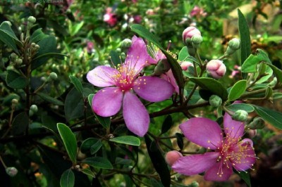Cây dược liệu cây Sim - Rhodomyrtus tomentosa