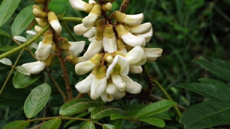 Cây dược liệu cây Cát sâm, Sâm nam, Sâm trâu, Sâm chào mào - Milletia speciosa