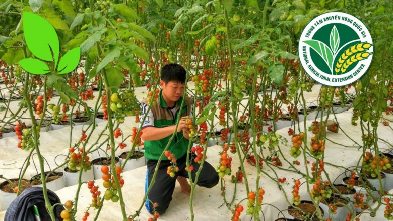 Mô hình trồng rau theo công nghệ Nhật Bản