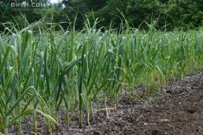 Cây dược liệu cây Tỏi - Allium sativum