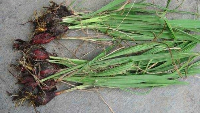 Sâm đại hành có tác dụng với ung thư máu?
