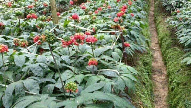 Cây dược liệu Cây tam thất, kim bất hoán, nhân sâm tam thất, sâm tam thất - Panax pseudo-ginseng