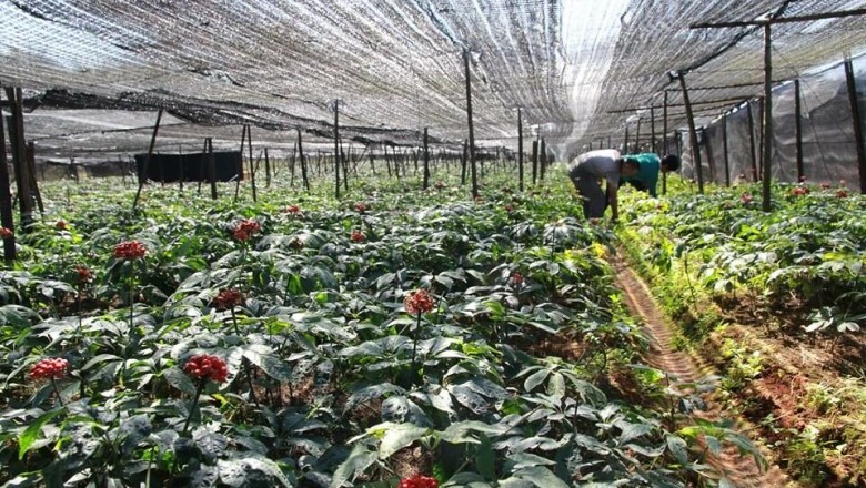 Kiến thức Trồng Và Chăm Sóc và thu hoạch Cây Tam Thất Bắc