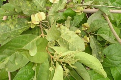 Lá bàng chữa đau dạ dày có thực sự hiệu quả và Bài thuốc của Lương y Đoàn Duy Khánh