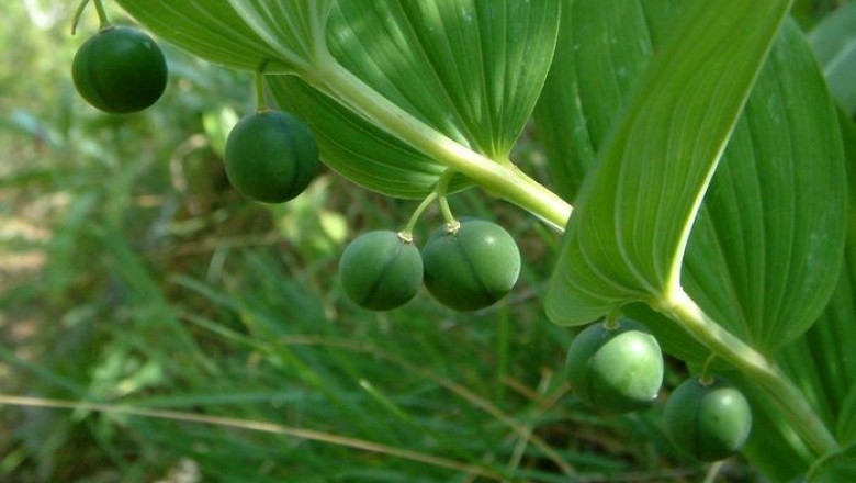 Cây dược liệu cây Ngọc trúc - Polygonatum odoratum