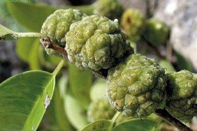 Cây dược liệu cây Mỏ quạ, Vàng lồ, Hoàng lồ - Maclura cochinchinensis