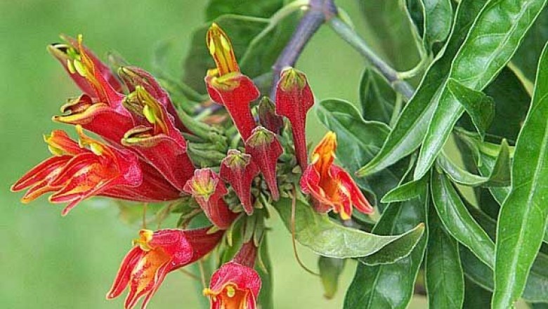 Cây dược liệu cây Mảnh công, cây bìm bịp, cây xương khỉ - Clinacanthus nutans (Burn f) Linlau