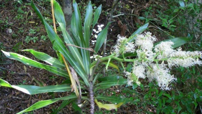 Cây dược liệu cây Bồng bồng, Phất dũ sậy, Phất dũ lá hẹp, Phú quý, Bánh tét - Dracaena angustifolia