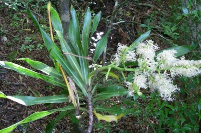 Cây dược liệu cây Bồng bồng, Phất dũ sậy, Phất dũ lá hẹp, Phú quý, Bánh tét - Dracaena angustifolia