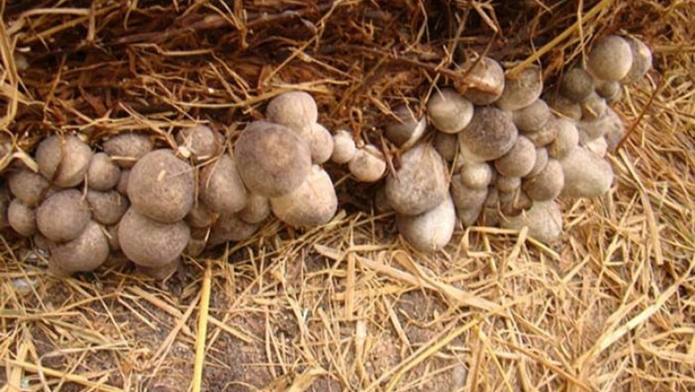 Cây dược liệu cây Nấm rơm, nấm rạ - Volvariella volvacea