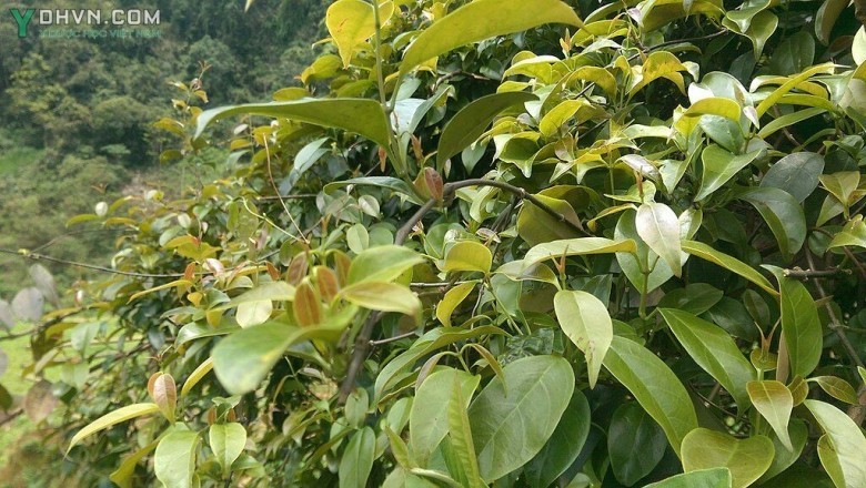 Cây dược liệu Cây Lá Giang - Aganonerion Polymorphum
