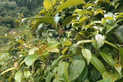 Cây dược liệu Cây Lá Giang - Aganonerion Polymorphum