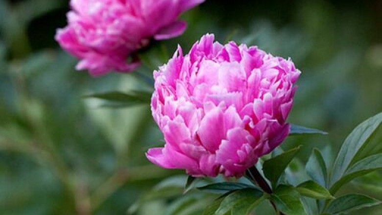 Cây dược liệu cây Bạch thược, Thược dược - Paeonia lactiflora Pall