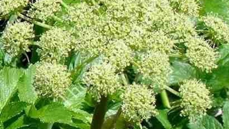 Cây dược liệu cây Bạch thược nam - Premna camboliana