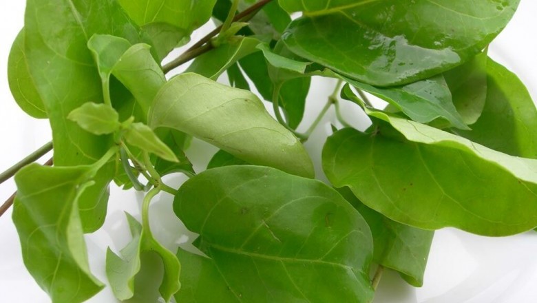 Món ăn bài thuốc tốt cho sức khỏe từ cây Lá Giang