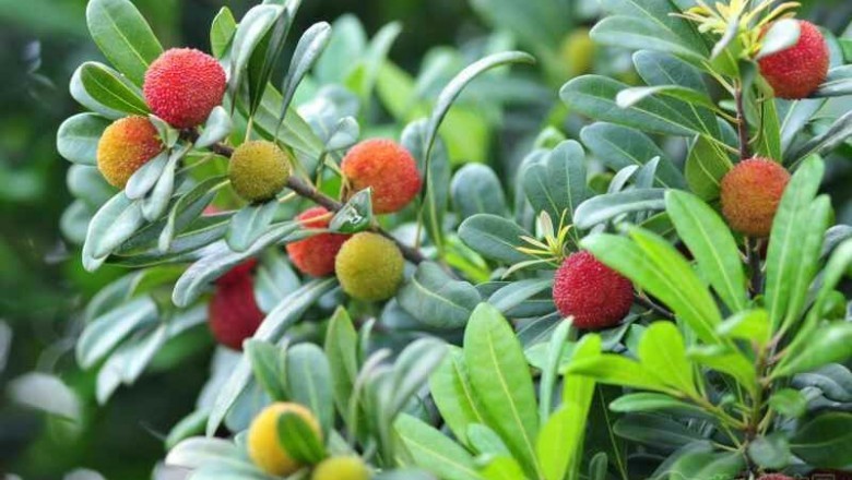 Cây dược liệu cây Dâu rượu, Thanh mai - Myrica esculenta Buch