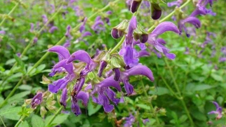 Cây dược liệu cây Ðan sâm - Salvia miltiorrhiza Bunge