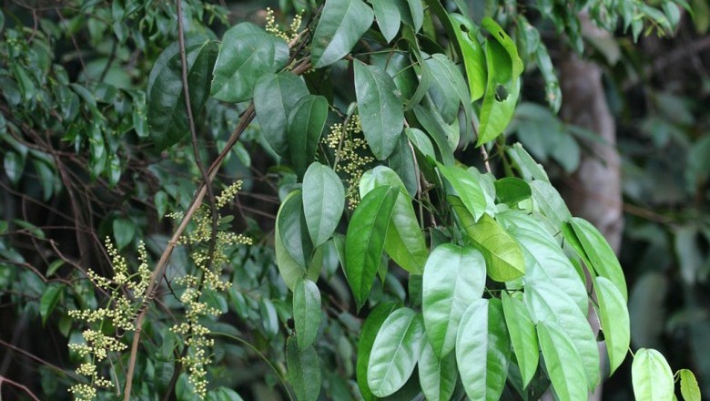 Cây dược liệu cây Hoàng đằng - Fibraurea tinctoria