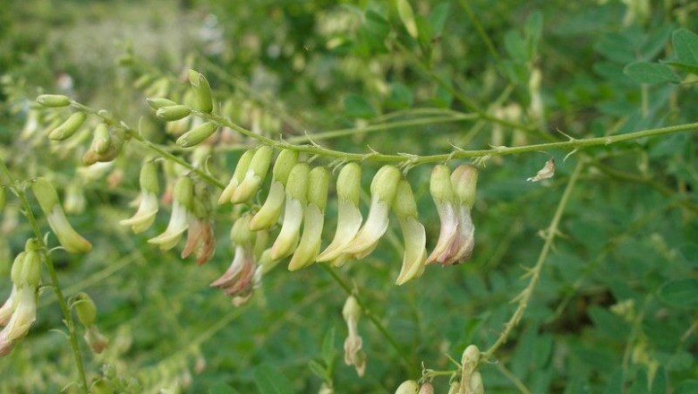 Cây dược liệu cây Hoàng kỳ - Astragalus membranaceus