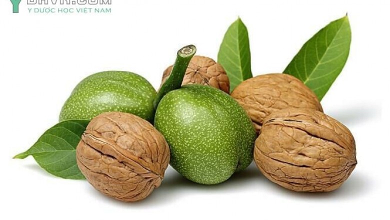 Cây dược liệu cây Hồ đào, cây Óc chó - Juglans regia 