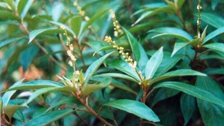 Cây dược liệu cây Khổ sâm Bắc bộ - Croton tonkinensis