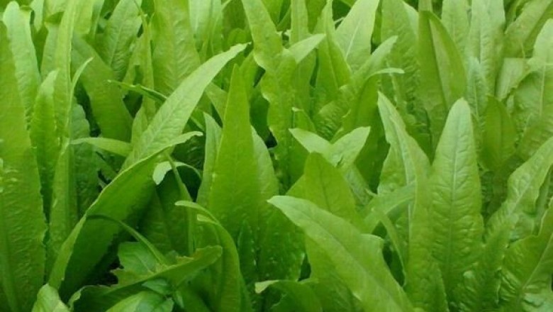 Cây dược liệu cây Rau diếp - Lactuca sativa 