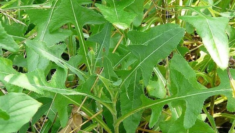 Cây dược liệu cây Rau diếp dại, Rau bao, Diếp trời - Sonchus arvensis
